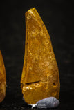 05646 - Great Collection of 3 Abelisaur Dinosaur Teeth Cretaceous KemKem Beds