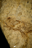 30067 - Top Beautiful 3.70 Inch Unidentified Fossil Fish - Cretaceous Lebanon