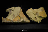 21064 - New Species Symphysurus ebbestadi n. sp. Plate with 2 Specimens Lower Ordovician Trilobites
