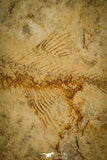 30067 - Top Beautiful 3.70 Inch Unidentified Fossil Fish - Cretaceous Lebanon