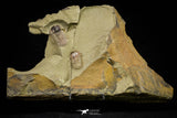 21064 - New Species Symphysurus ebbestadi n. sp. Plate with 2 Specimens Lower Ordovician Trilobites
