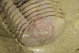 21064 - New Species Symphysurus ebbestadi n. sp. Plate with 2 Specimens Lower Ordovician Trilobites