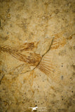 30067 - Top Beautiful 3.70 Inch Unidentified Fossil Fish - Cretaceous Lebanon