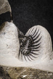 20022 - Museum Grade Trident 2.37 Inch Walliserops trifurcatus Middle Devonian Trilobite