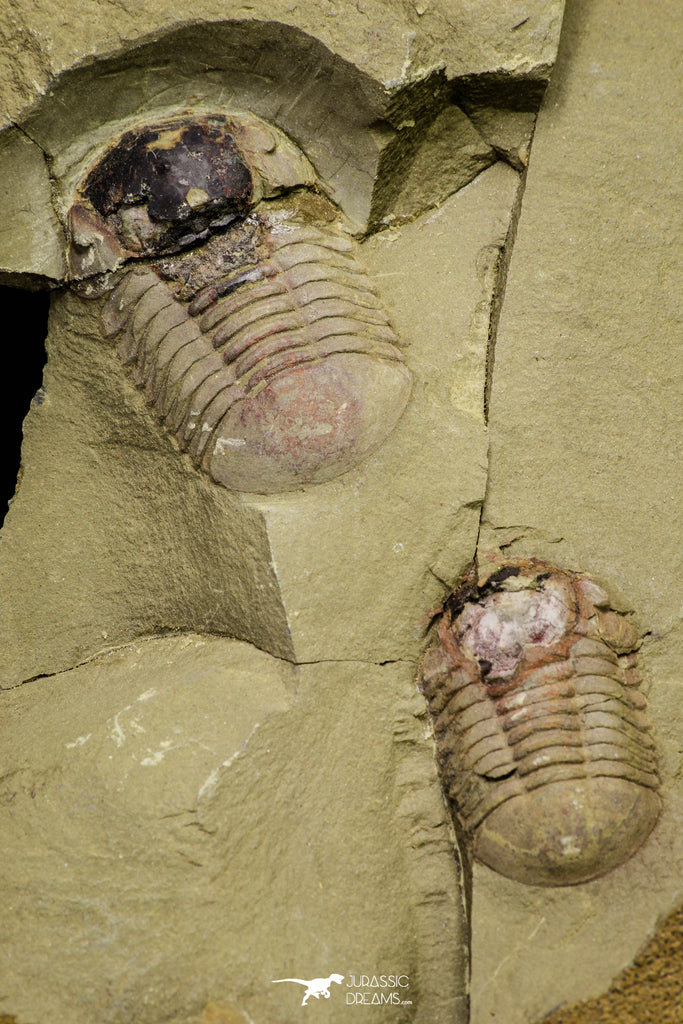 21064 - New Species Symphysurus ebbestadi n. sp. Plate with 2 Specimens Lower Ordovician Trilobites