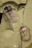 21064 - New Species Symphysurus ebbestadi n. sp. Plate with 2 Specimens Lower Ordovician Trilobites