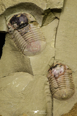 21064 - New Species Symphysurus ebbestadi n. sp. Plate with 2 Specimens Lower Ordovician Trilobites