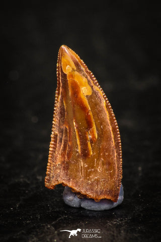 05647 - Top Beautiful 0.58 Inch Serrated Abelisaur Dinosaur Tooth Cretaceous KemKem Beds