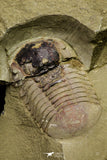 21064 - New Species Symphysurus ebbestadi n. sp. Plate with 2 Specimens Lower Ordovician Trilobites