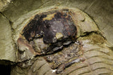 21064 - New Species Symphysurus ebbestadi n. sp. Plate with 2 Specimens Lower Ordovician Trilobites