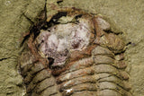 21064 - New Species Symphysurus ebbestadi n. sp. Plate with 2 Specimens Lower Ordovician Trilobites