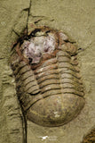 21064 - New Species Symphysurus ebbestadi n. sp. Plate with 2 Specimens Lower Ordovician Trilobites