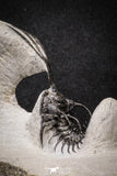 20022 - Museum Grade Trident 2.37 Inch Walliserops trifurcatus Middle Devonian Trilobite