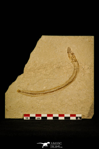 30068- Top Rare Hayenchelys germanus Eel Fish - Cretaceous Lebanon
