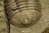 21064 - New Species Symphysurus ebbestadi n. sp. Plate with 2 Specimens Lower Ordovician Trilobites