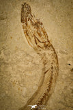 30068- Top Rare Hayenchelys germanus Eel Fish - Cretaceous Lebanon