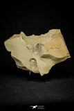 21064 - New Species Symphysurus ebbestadi n. sp. Plate with 2 Specimens Lower Ordovician Trilobites