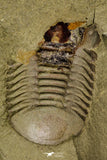 21064 - New Species Symphysurus ebbestadi n. sp. Plate with 2 Specimens Lower Ordovician Trilobites
