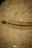 30068- Top Rare Hayenchelys germanus Eel Fish - Cretaceous Lebanon