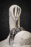 20022 - Museum Grade Trident 2.37 Inch Walliserops trifurcatus Middle Devonian Trilobite