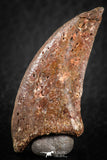 07084 - Top Rare 1.51 Inch Unidentified Theropod Dinosaur Toe Foot Claw Cretaceous KemKem