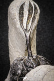 20022 - Museum Grade Trident 2.37 Inch Walliserops trifurcatus Middle Devonian Trilobite