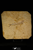 30069 - Beautiful 7.09 Inch Unidentified Fossil Fish - Upper Cretaceous Morocco