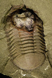 21064 - New Species Symphysurus ebbestadi n. sp. Plate with 2 Specimens Lower Ordovician Trilobites
