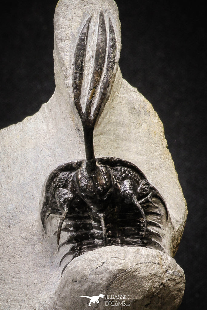 20022 - Museum Grade Trident 2.37 Inch Walliserops trifurcatus Middle Devonian Trilobite