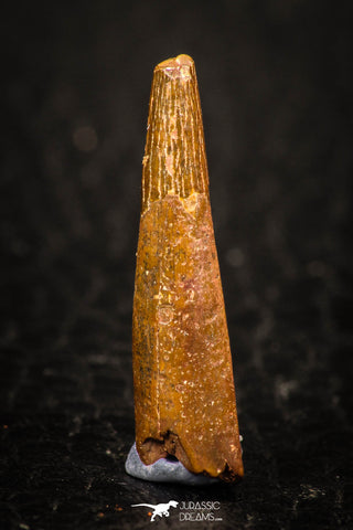 05572 - Top Beautiful 0.93 Inch Pterosaur (Coloborhynchus) Tooth Cretaceous KemKem