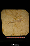 30069 - Beautiful 7.09 Inch Unidentified Fossil Fish - Upper Cretaceous Morocco