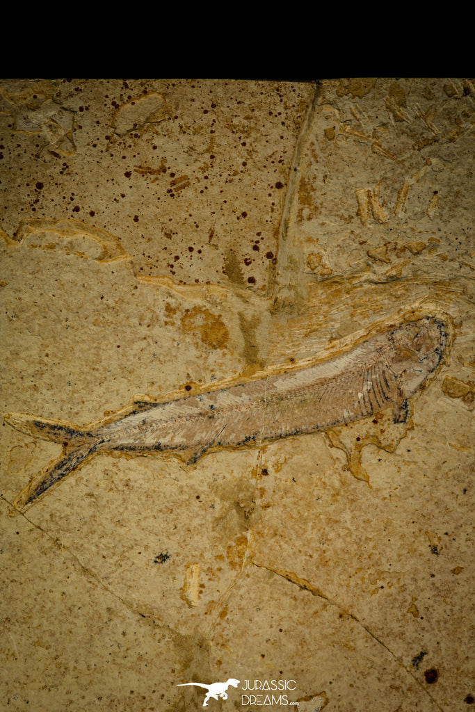 30069 - Beautiful 7.09 Inch Unidentified Fossil Fish - Upper Cretaceous Morocco