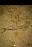 30069 - Beautiful 7.09 Inch Unidentified Fossil Fish - Upper Cretaceous Morocco