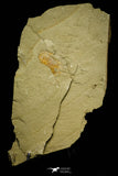 21065 - Amazing Lehua sp Lower Ordovician Trilobite Fezouata Fm