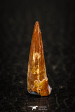 05573 - Top Beautiful 0.83 Inch Pterosaur (Coloborhynchus) Tooth Cretaceous KemKem