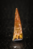 05573 - Top Beautiful 0.83 Inch Pterosaur (Coloborhynchus) Tooth Cretaceous KemKem