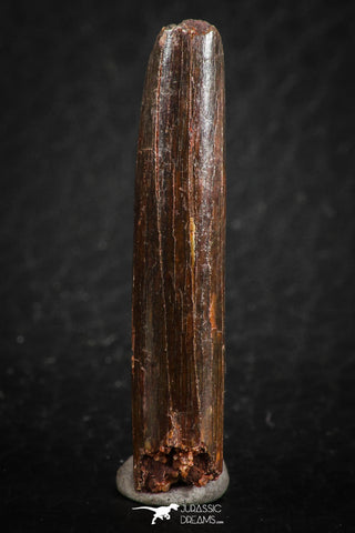 07085 - Top Beautiful 1.31 Inch Rebbachisaurus Diplodocoid Sauropod Dinosaur Tooth
