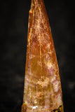 05573 - Top Beautiful 0.83 Inch Pterosaur (Coloborhynchus) Tooth Cretaceous KemKem