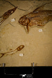 30070- Museum Grade Association Nematonotus + Prionolepis + Davichthys Fossil Fish - Cretaceous Lebanon