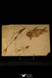 30070- Museum Grade Association Nematonotus + Prionolepis + Davichthys Fossil Fish - Cretaceous Lebanon