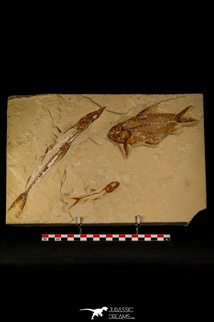 30070- Museum Grade Association Nematonotus + Prionolepis + Davichthys Fossil Fish - Cretaceous Lebanon