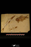 30070- Museum Grade Association Nematonotus + Prionolepis + Davichthys Fossil Fish - Cretaceous Lebanon