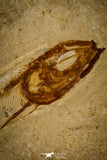 30070- Museum Grade Association Nematonotus + Prionolepis + Davichthys Fossil Fish - Cretaceous Lebanon