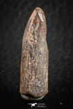 07086 - Top Beautiful 1.23 Inch Rebbachisaurus Diplodocoid Sauropod Dinosaur Tooth