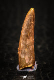 05574 - Beautiful 0.83 Inch Pterosaur (Coloborhynchus) Tooth Cretaceous KemKem