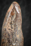 07086 - Top Beautiful 1.23 Inch Rebbachisaurus Diplodocoid Sauropod Dinosaur Tooth