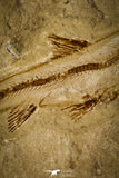 30070- Museum Grade Association Nematonotus + Prionolepis + Davichthys Fossil Fish - Cretaceous Lebanon