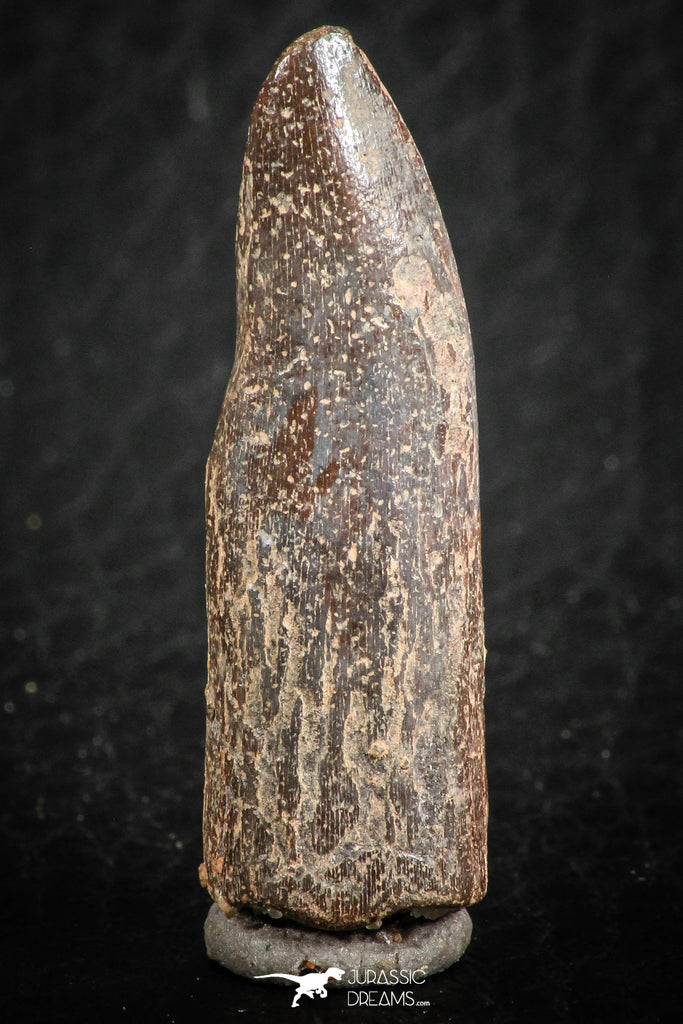 07086 - Top Beautiful 1.23 Inch Rebbachisaurus Diplodocoid Sauropod Dinosaur Tooth