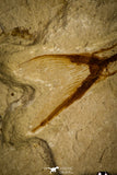 30070- Museum Grade Association Nematonotus + Prionolepis + Davichthys Fossil Fish - Cretaceous Lebanon