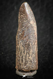 07086 - Top Beautiful 1.23 Inch Rebbachisaurus Diplodocoid Sauropod Dinosaur Tooth